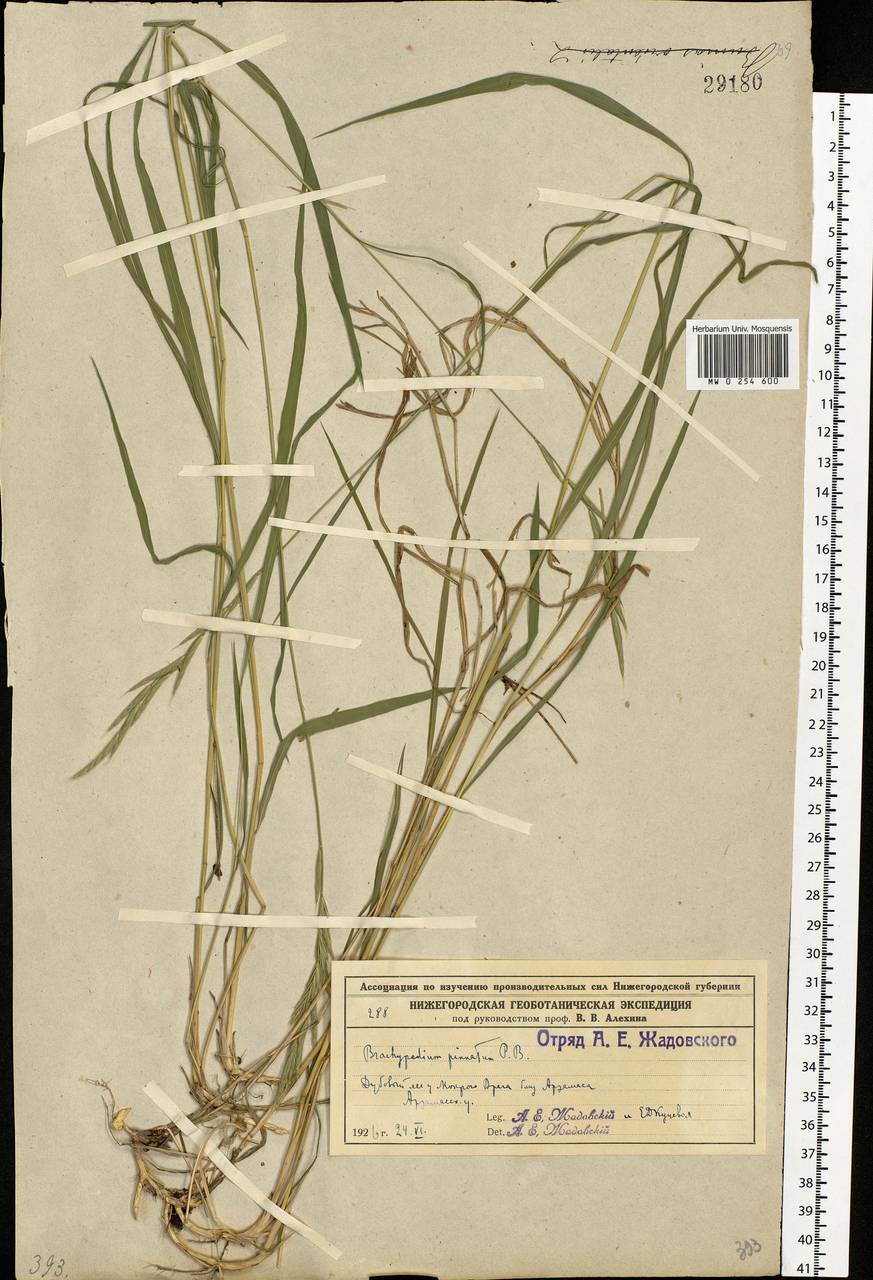 Brachypodium pinnatum (L.) P.Beauv., Eastern Europe, Volga-Kama region (E7) (Russia)