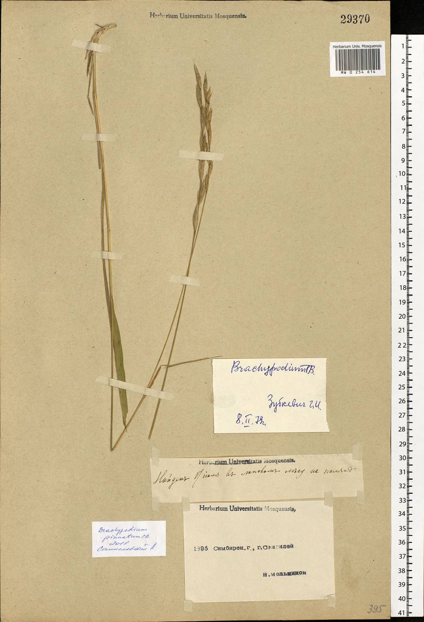 Brachypodium pinnatum (L.) P.Beauv., Eastern Europe, Middle Volga region (E8) (Russia)