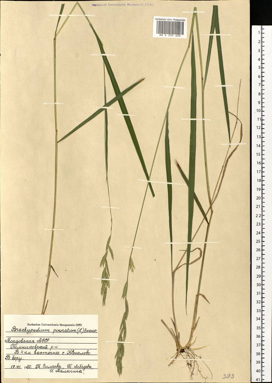 Brachypodium pinnatum (L.) P.Beauv., Eastern Europe, Middle Volga region (E8) (Russia)