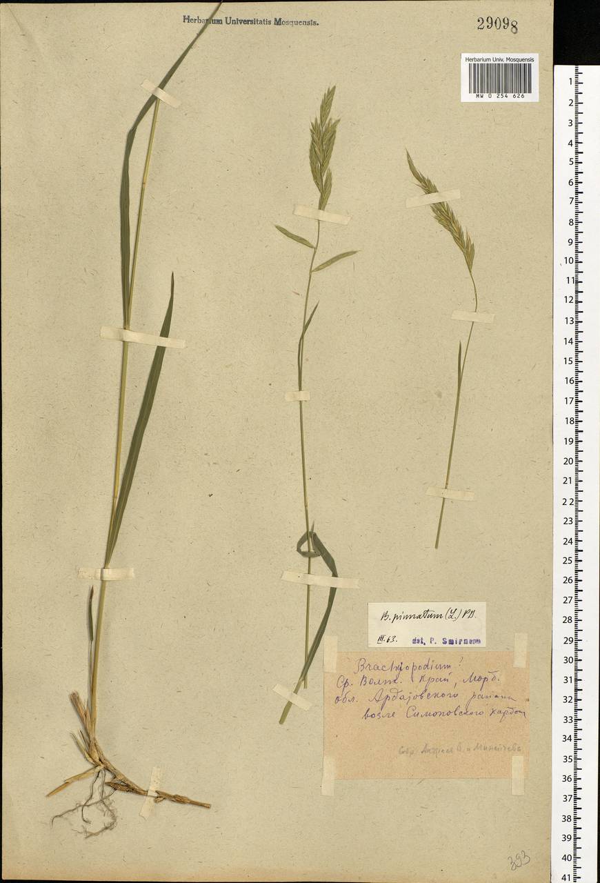 Brachypodium pinnatum (L.) P.Beauv., Eastern Europe, Middle Volga region (E8) (Russia)