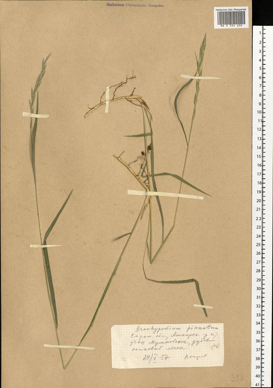 Brachypodium pinnatum (L.) P.Beauv., Eastern Europe, Lower Volga region (E9) (Russia)