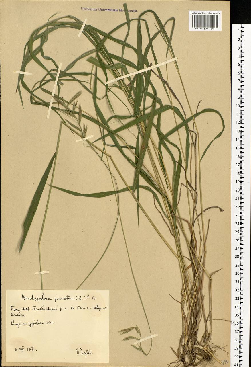 Brachypodium pinnatum (L.) P.Beauv., Eastern Europe, Eastern region (E10) (Russia)