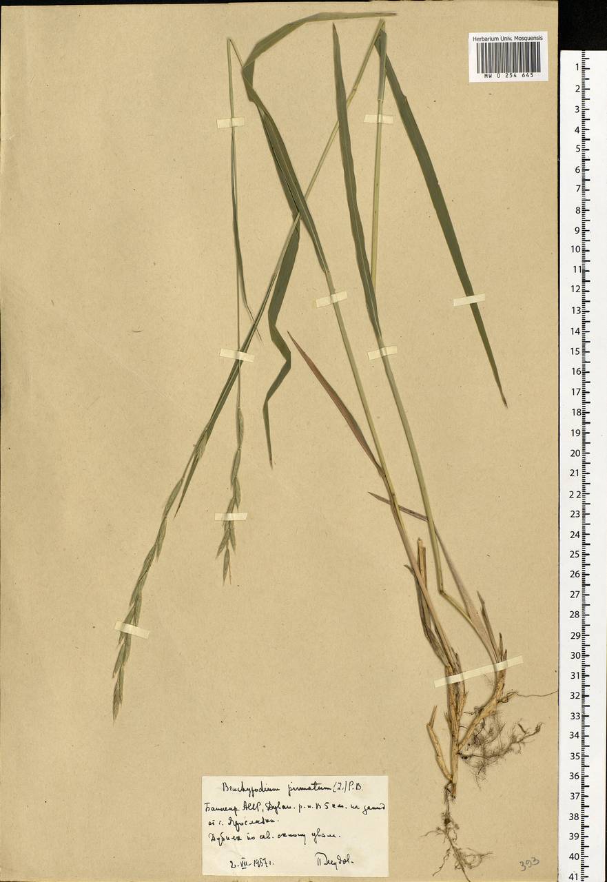 Brachypodium pinnatum (L.) P.Beauv., Eastern Europe, Eastern region (E10) (Russia)