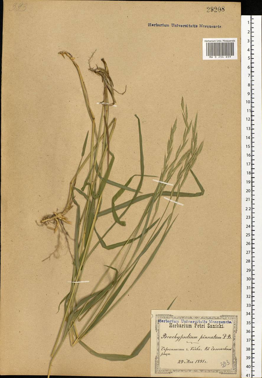 Brachypodium pinnatum (L.) P.Beauv., Eastern Europe, North Ukrainian region (E11) (Ukraine)