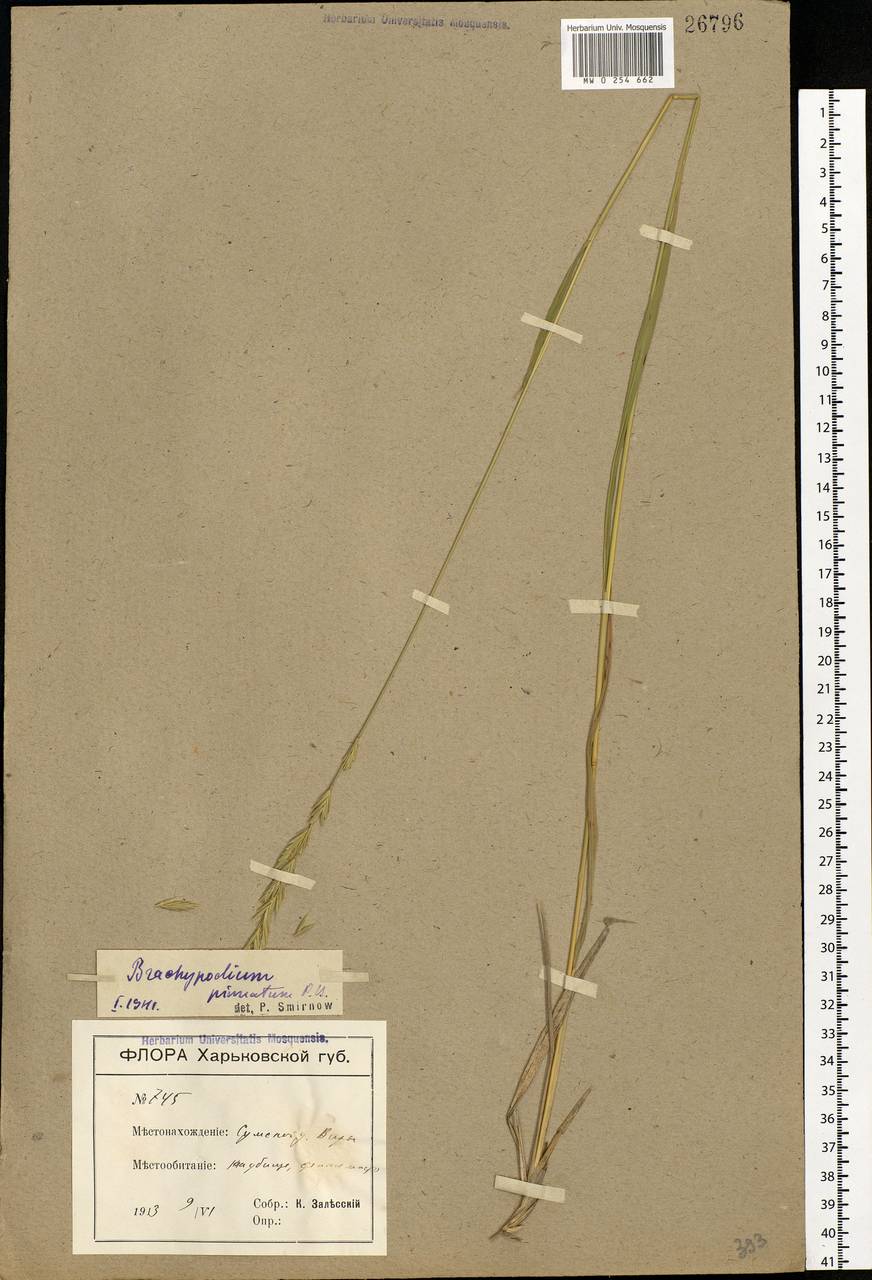 Brachypodium pinnatum (L.) P.Beauv., Eastern Europe, North Ukrainian region (E11) (Ukraine)