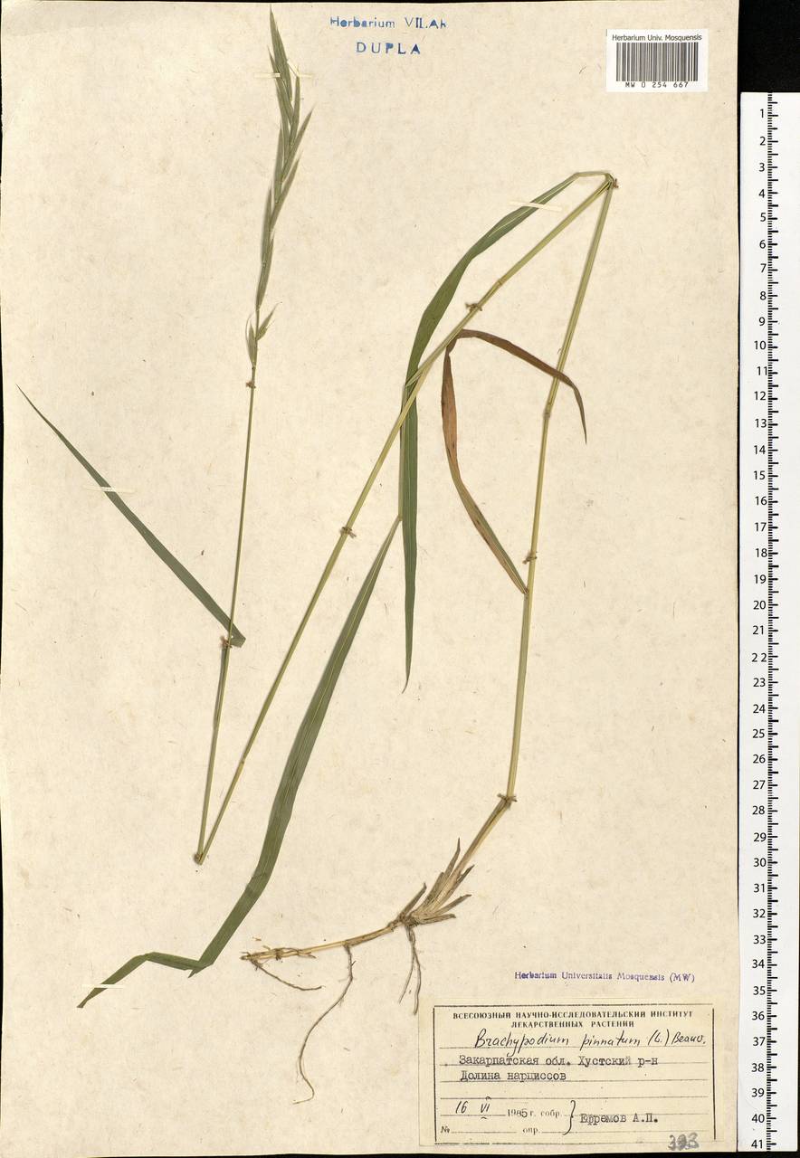 Brachypodium pinnatum (L.) P.Beauv., Eastern Europe, West Ukrainian region (E13) (Ukraine)