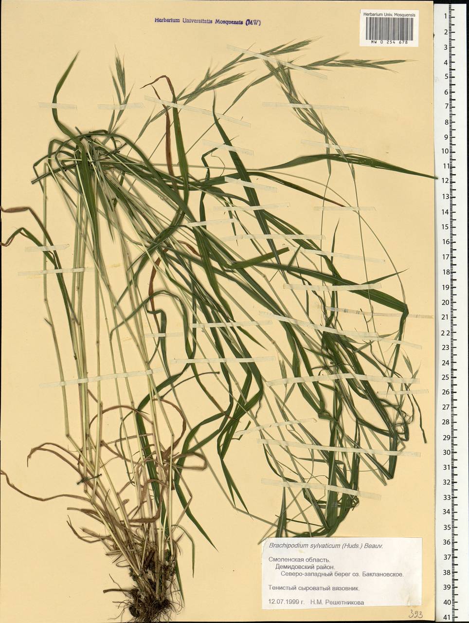 Brachypodium sylvaticum (Huds.) P.Beauv., Eastern Europe, Western region (E3) (Russia)