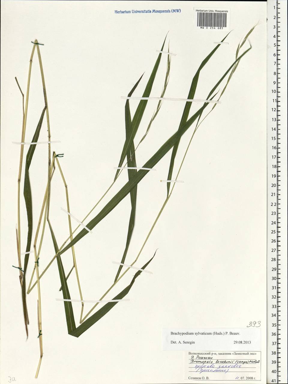 Brachypodium sylvaticum (Huds.) P.Beauv., Eastern Europe, Belarus (E3a) (Belarus)