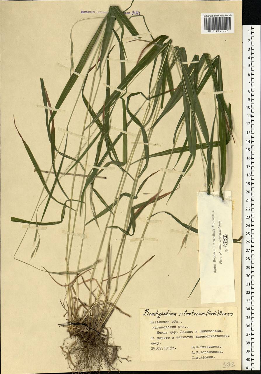 Brachypodium sylvaticum (Huds.) P.Beauv., Eastern Europe, Central region (E4) (Russia)