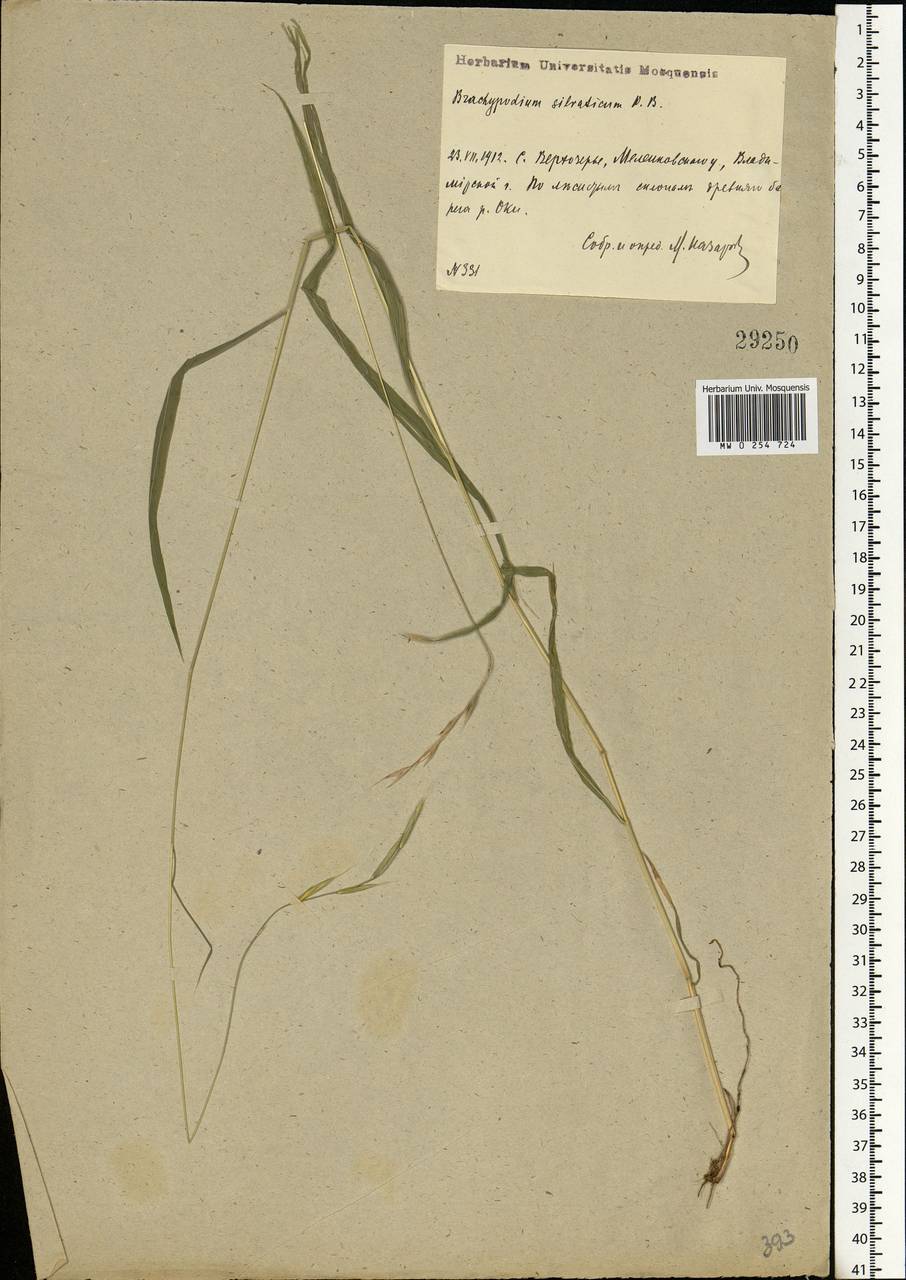 Brachypodium sylvaticum (Huds.) P.Beauv., Eastern Europe, Central region (E4) (Russia)