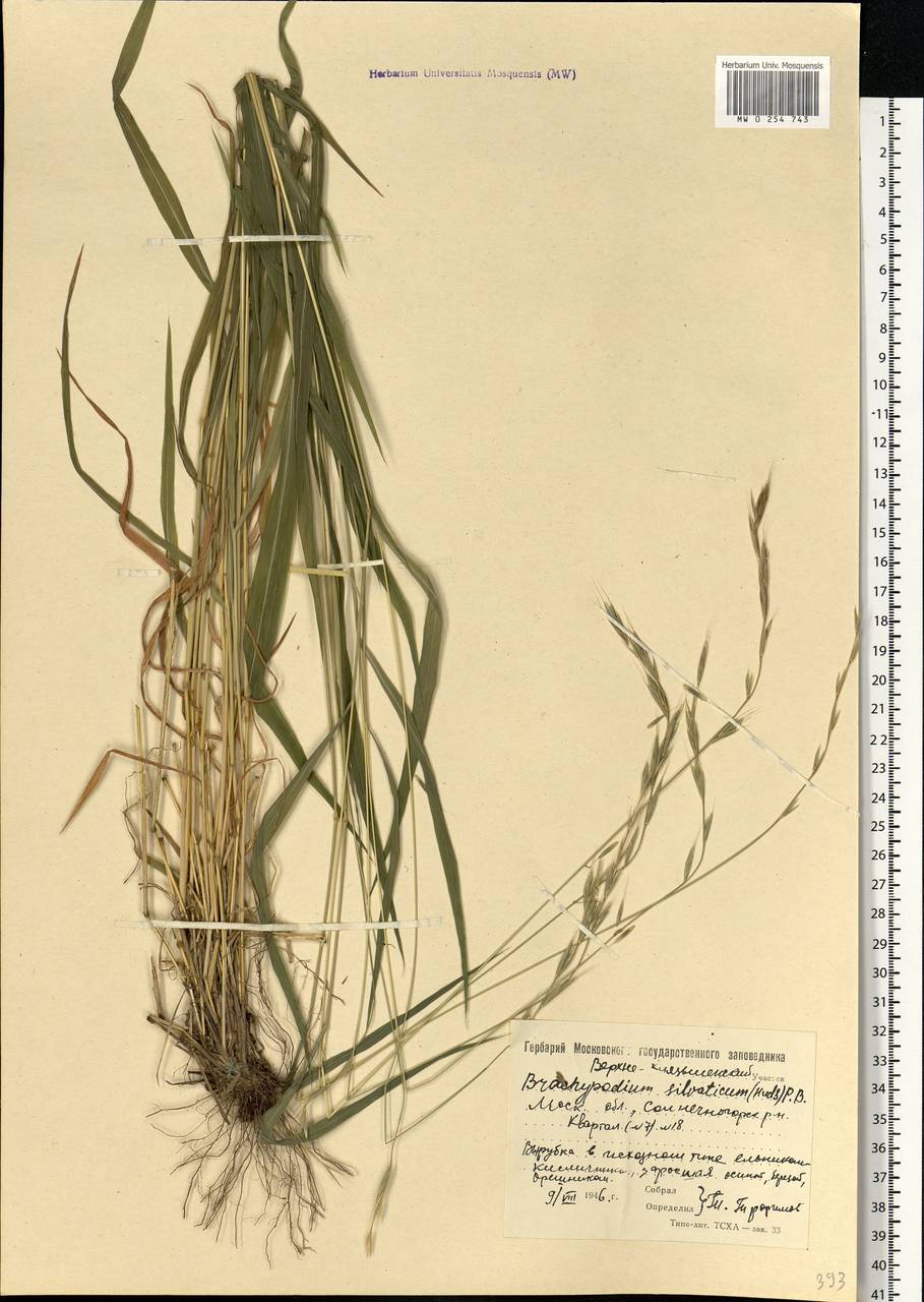 Brachypodium sylvaticum (Huds.) P.Beauv., Eastern Europe, Moscow region (E4a) (Russia)
