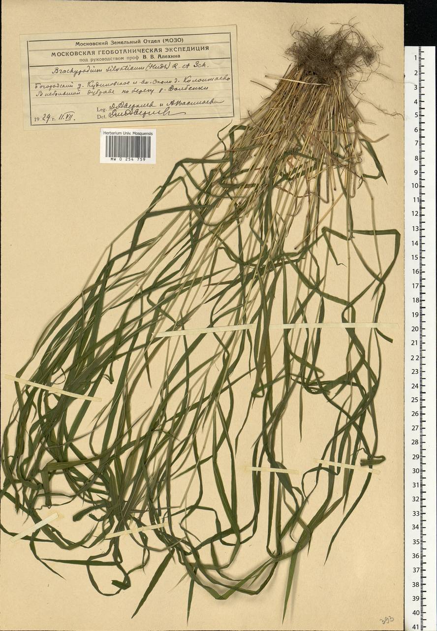 Brachypodium sylvaticum (Huds.) P.Beauv., Eastern Europe, Moscow region (E4a) (Russia)