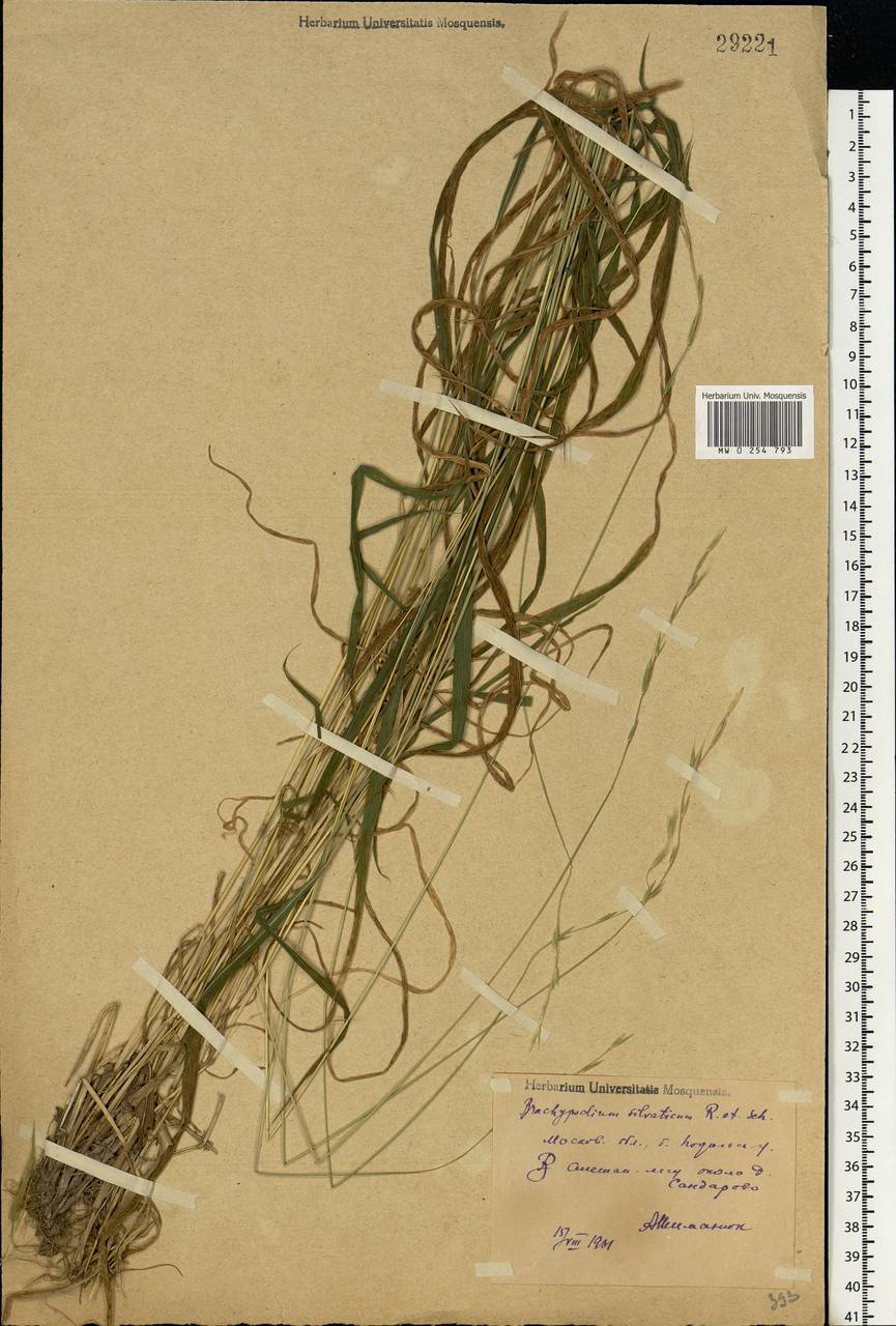 Brachypodium sylvaticum (Huds.) P.Beauv., Eastern Europe, Moscow region (E4a) (Russia)