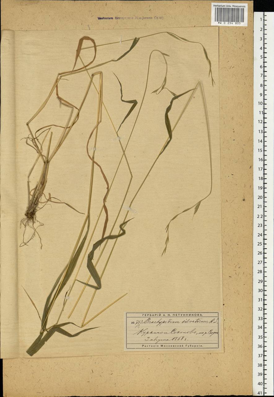 Brachypodium sylvaticum (Huds.) P.Beauv., Eastern Europe, Moscow region (E4a) (Russia)