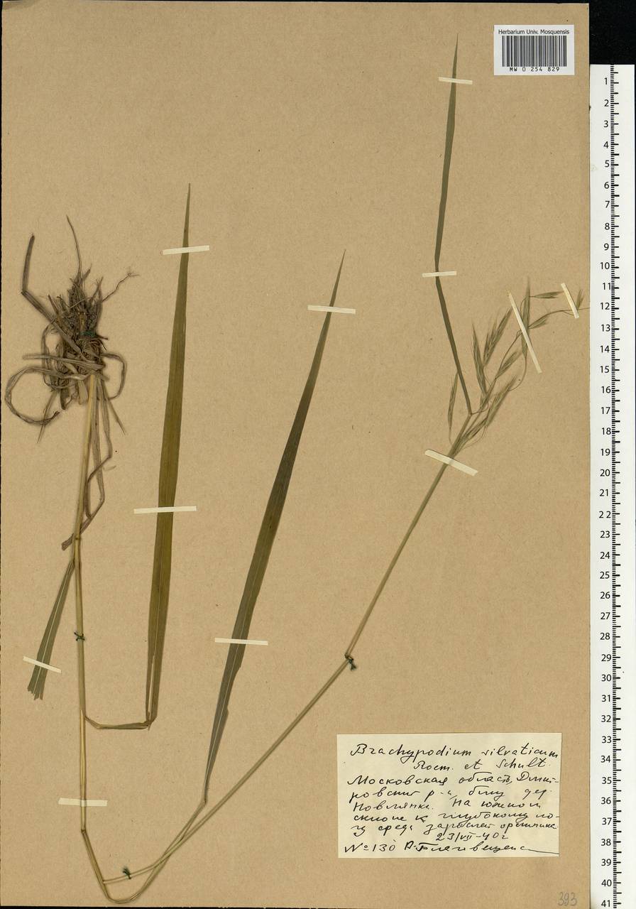 Brachypodium sylvaticum (Huds.) P.Beauv., Eastern Europe, Moscow region (E4a) (Russia)