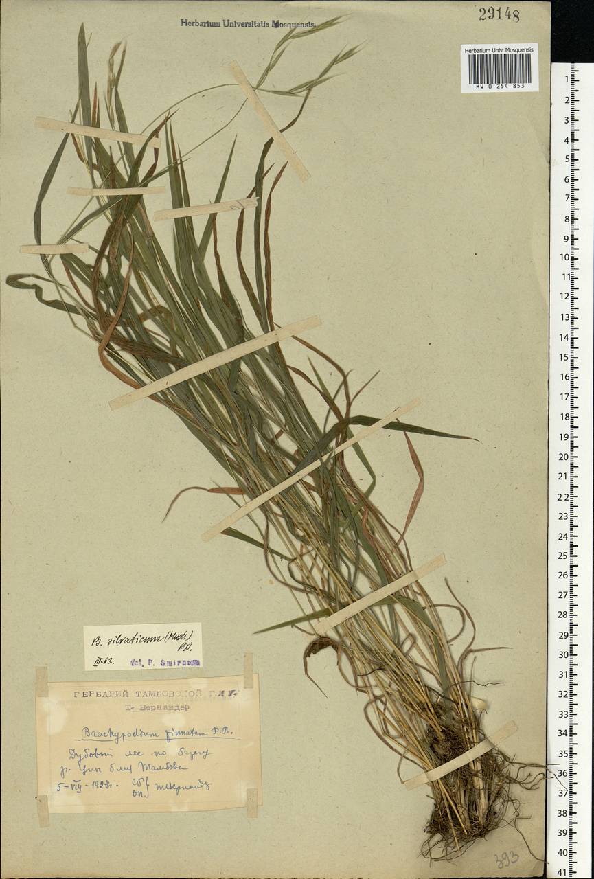 Brachypodium sylvaticum (Huds.) P.Beauv., Eastern Europe, Central forest-and-steppe region (E6) (Russia)