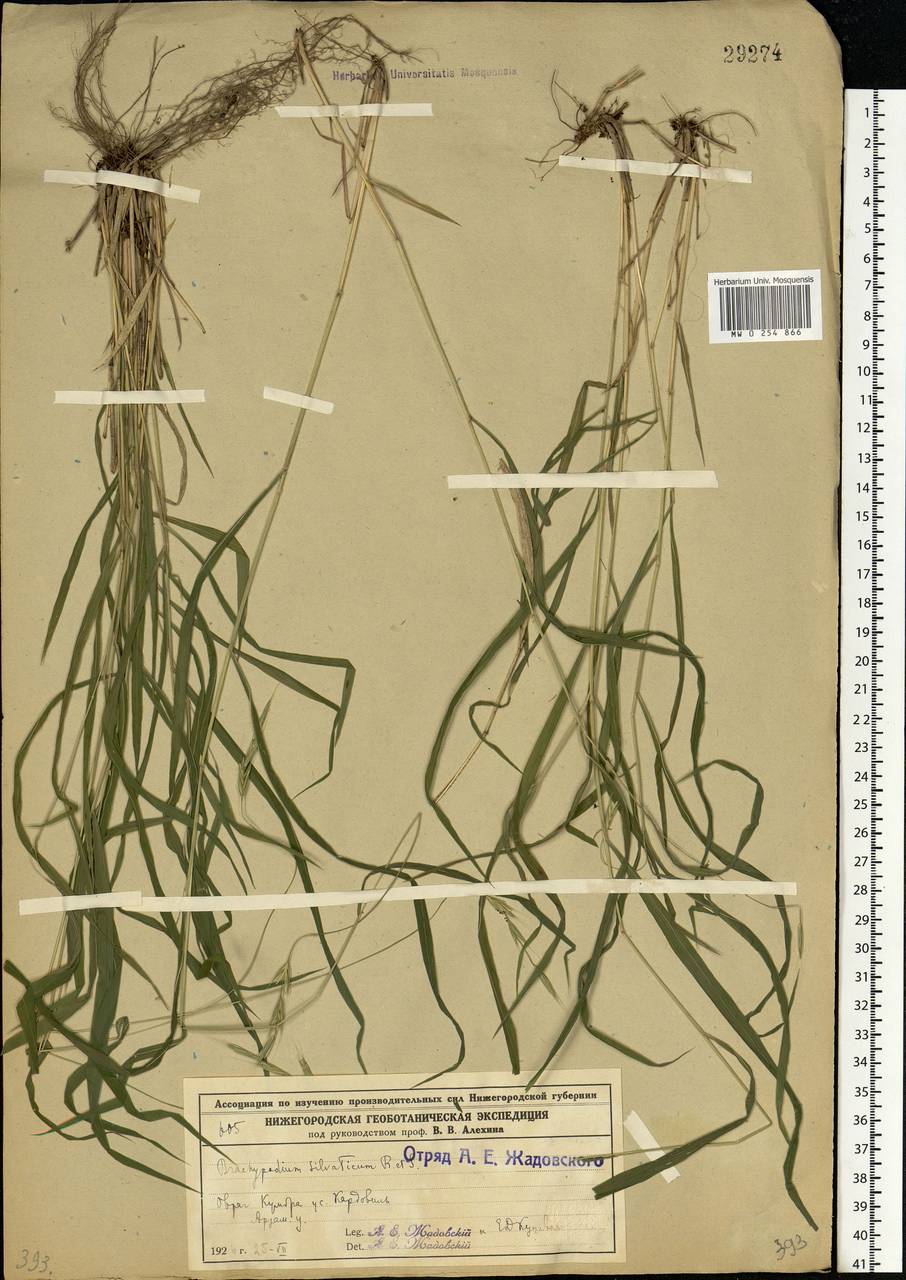 Brachypodium sylvaticum (Huds.) P.Beauv., Eastern Europe, Volga-Kama region (E7) (Russia)