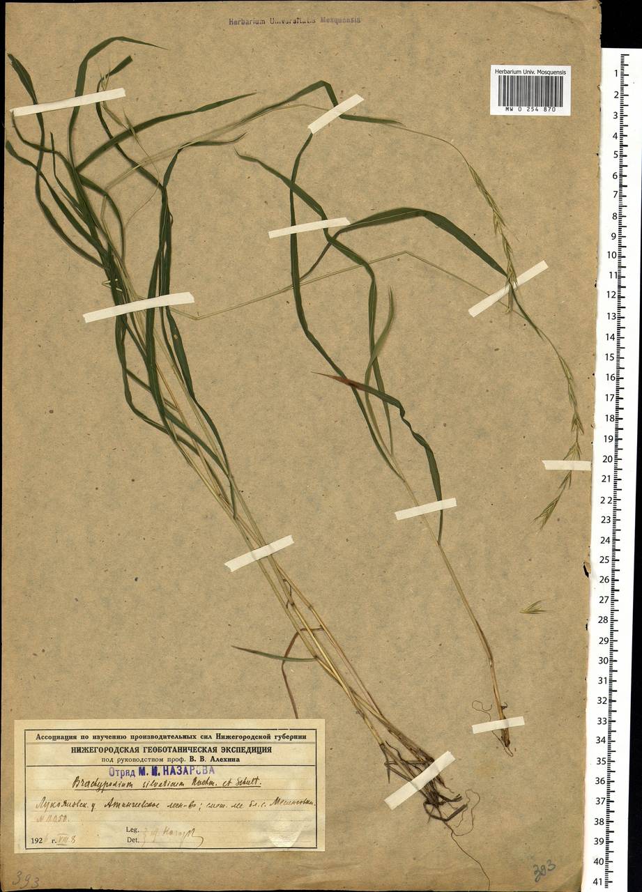 Brachypodium sylvaticum (Huds.) P.Beauv., Eastern Europe, Volga-Kama region (E7) (Russia)