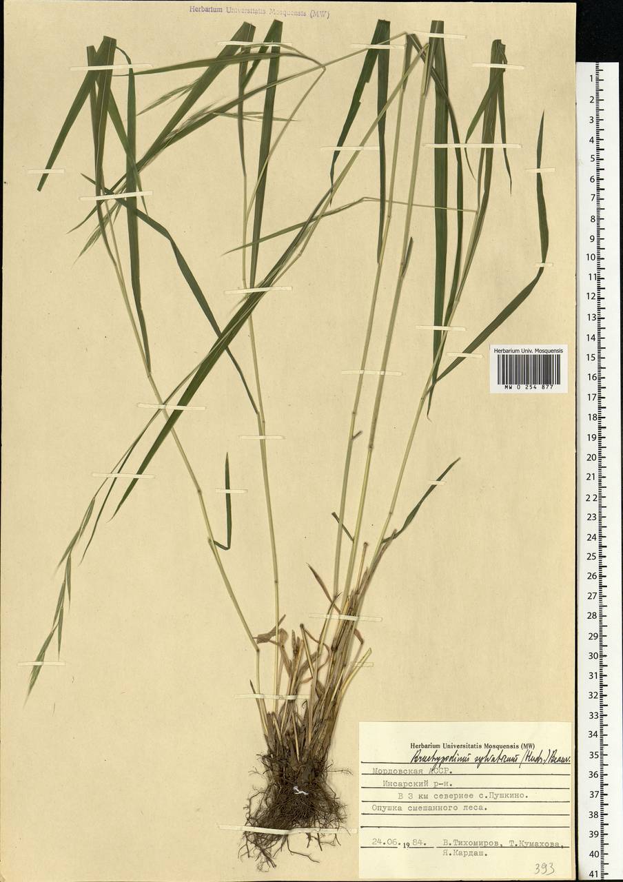 Brachypodium sylvaticum (Huds.) P.Beauv., Eastern Europe, Middle Volga region (E8) (Russia)
