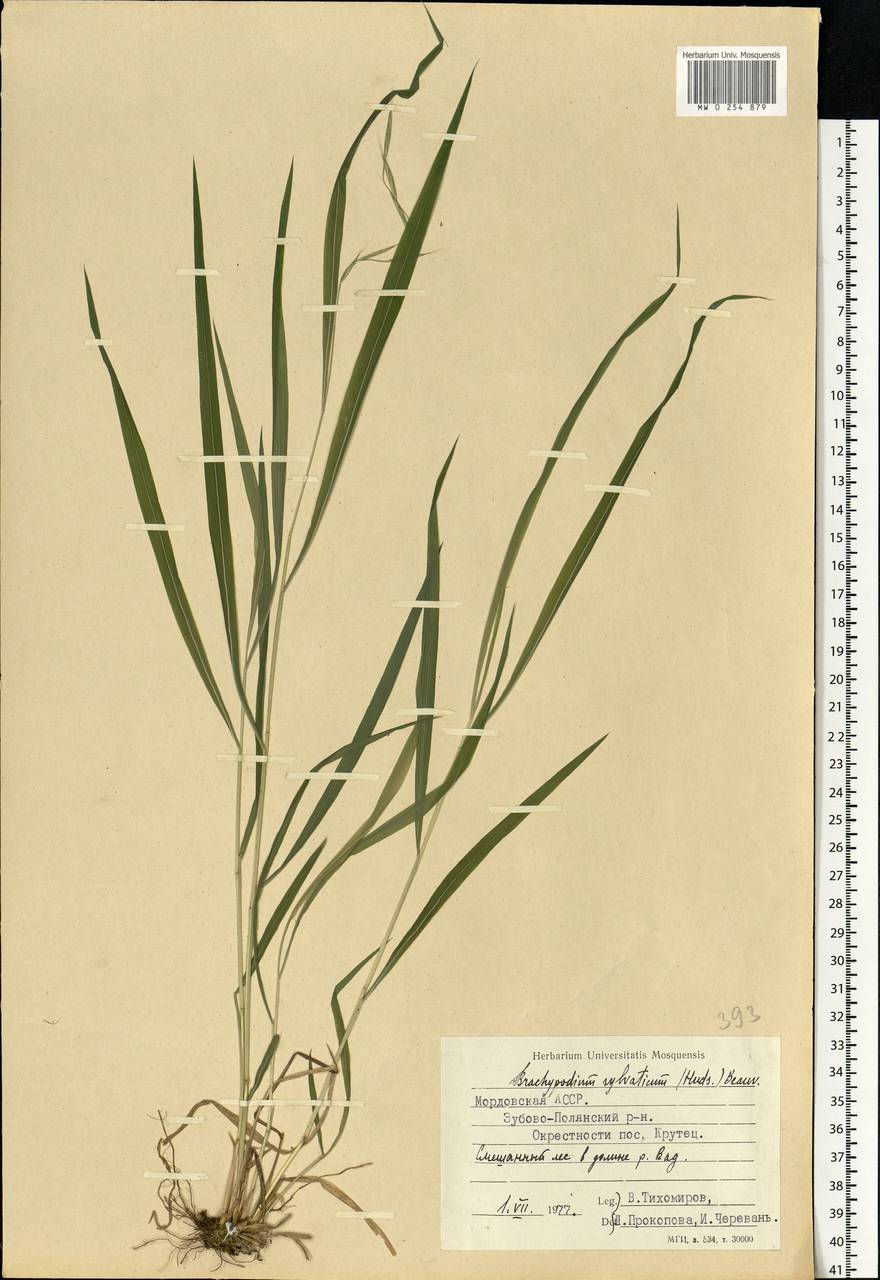 Brachypodium sylvaticum (Huds.) P.Beauv., Eastern Europe, Middle Volga region (E8) (Russia)