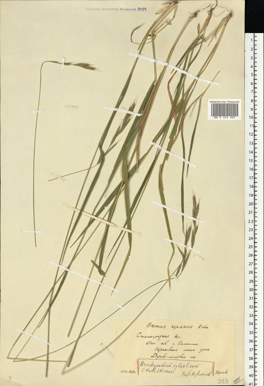 Brachypodium sylvaticum (Huds.) P.Beauv., Eastern Europe, Lower Volga region (E9) (Russia)