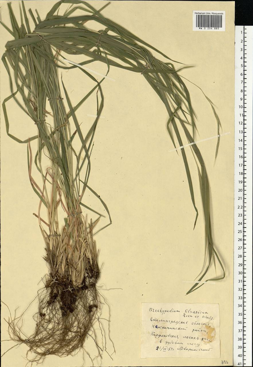 Brachypodium sylvaticum (Huds.) P.Beauv., Eastern Europe, Lower Volga region (E9) (Russia)