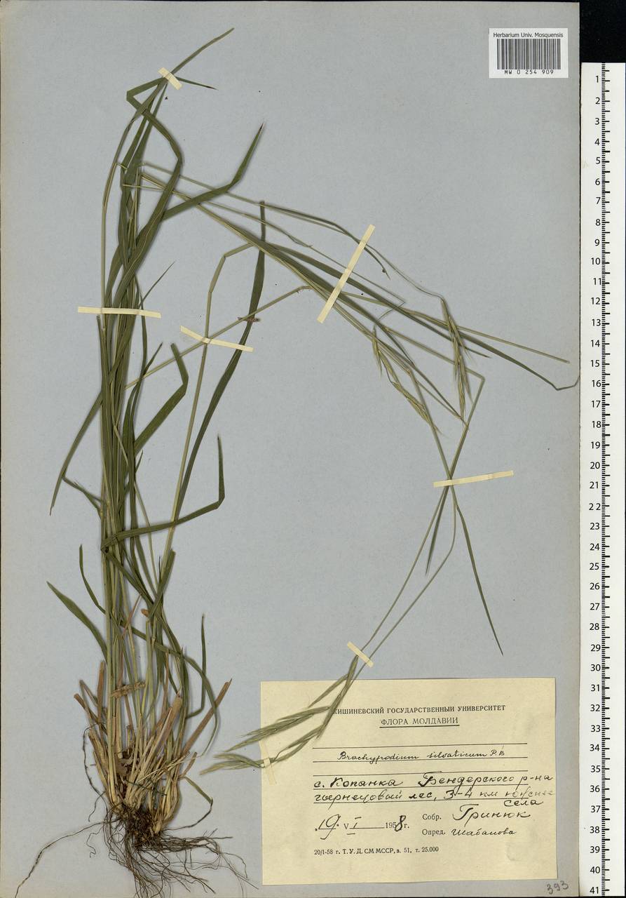 Brachypodium sylvaticum (Huds.) P.Beauv., Eastern Europe, Moldova (E13a) (Moldova)