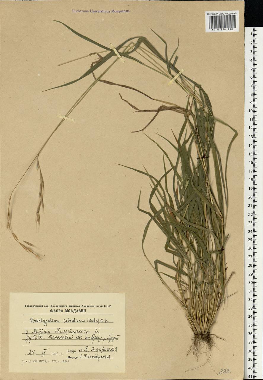 Brachypodium sylvaticum (Huds.) P.Beauv., Eastern Europe, Moldova (E13a) (Moldova)