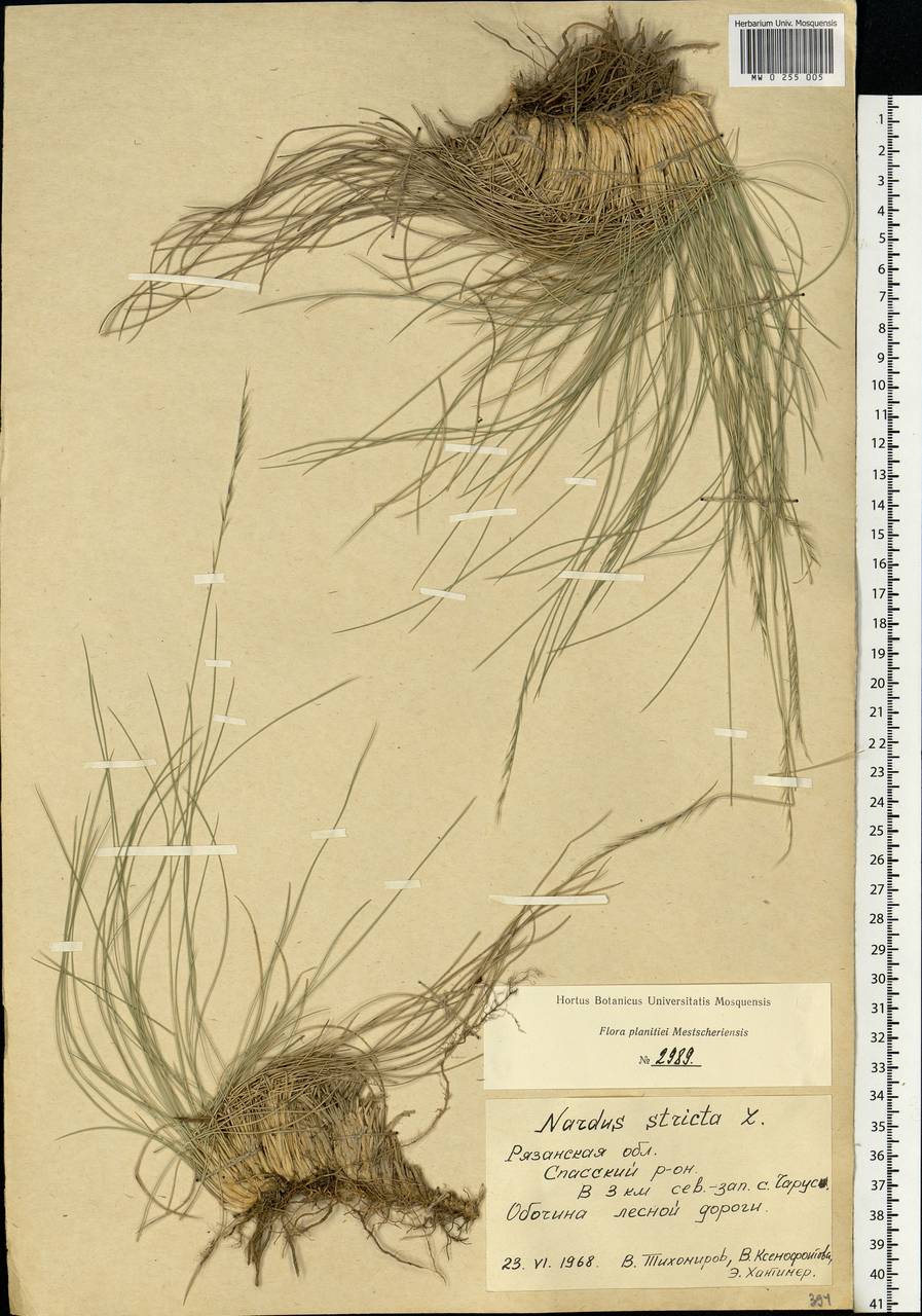 Nardus stricta L., Eastern Europe, Central region (E4) (Russia)