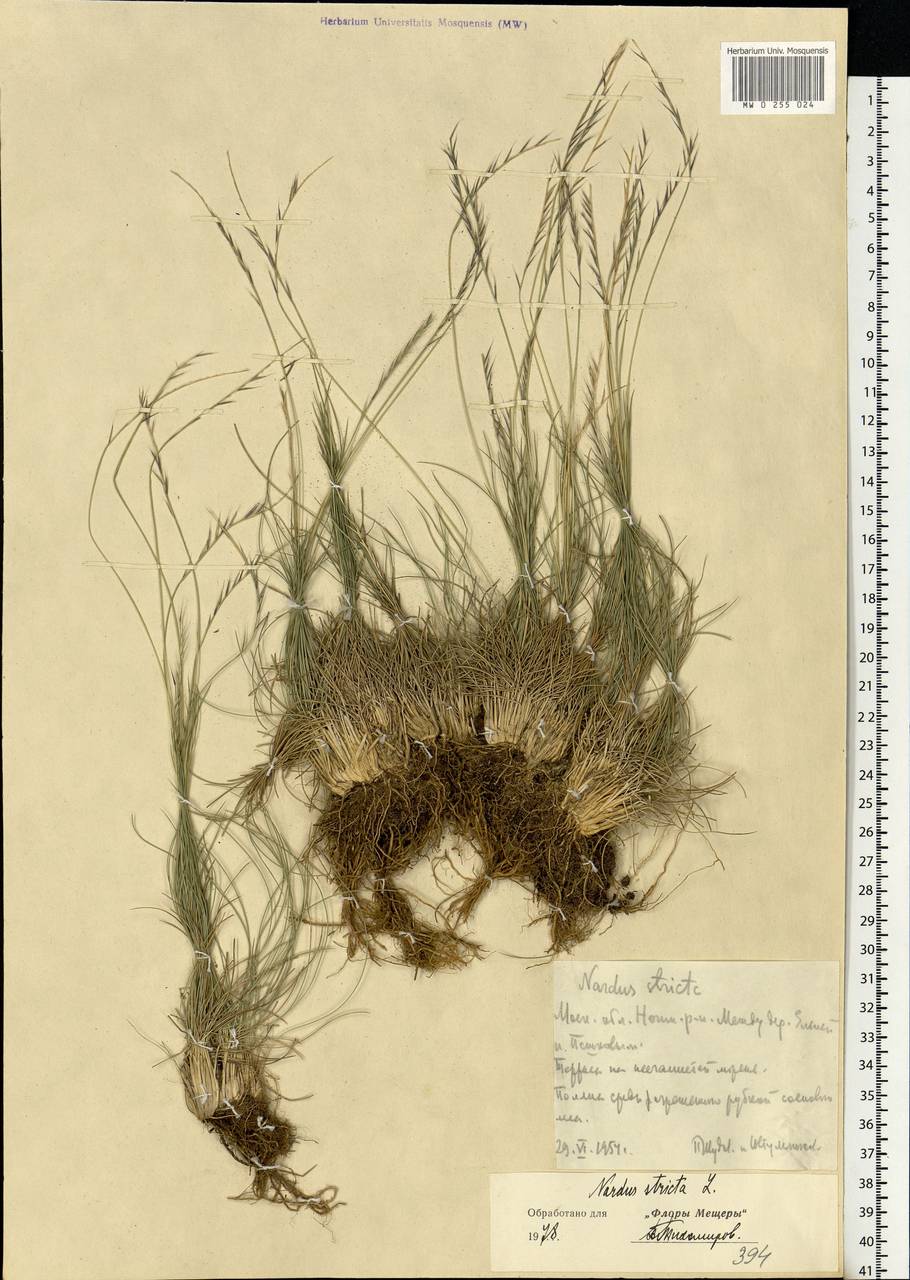 Nardus stricta L., Eastern Europe, Moscow region (E4a) (Russia)