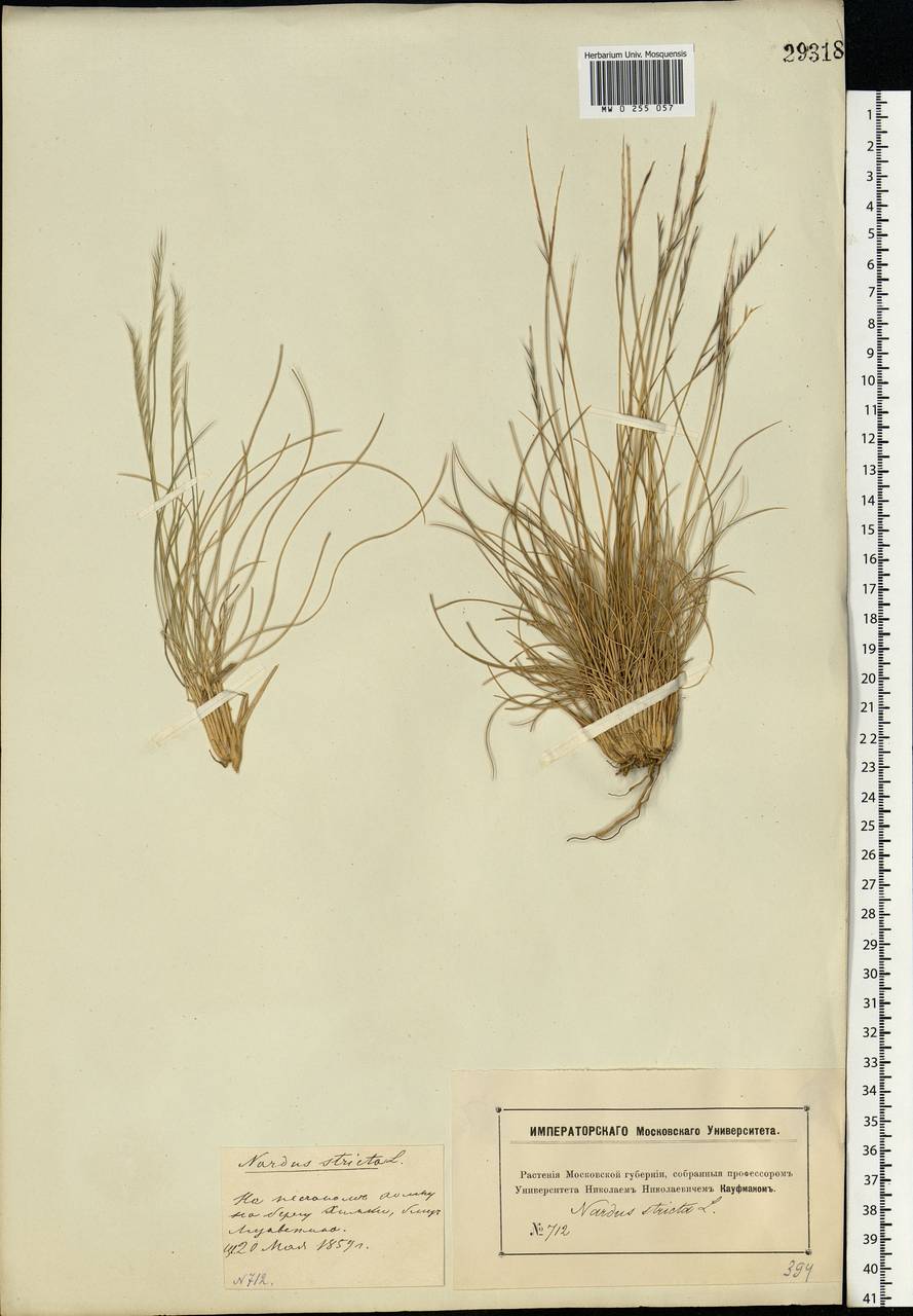 Nardus stricta L., Eastern Europe, Moscow region (E4a) (Russia)