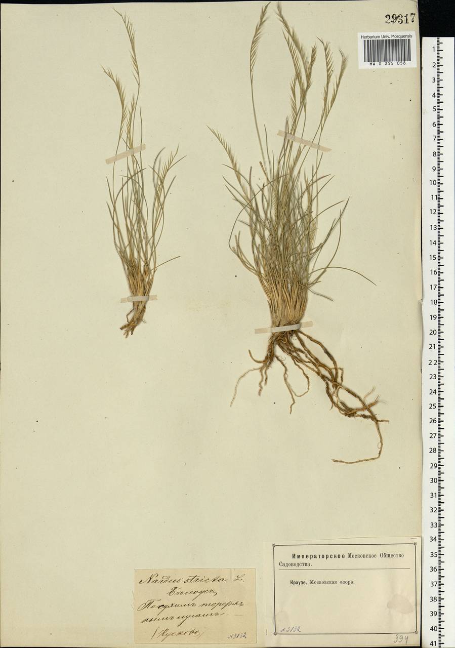 Nardus stricta L., Eastern Europe, Moscow region (E4a) (Russia)