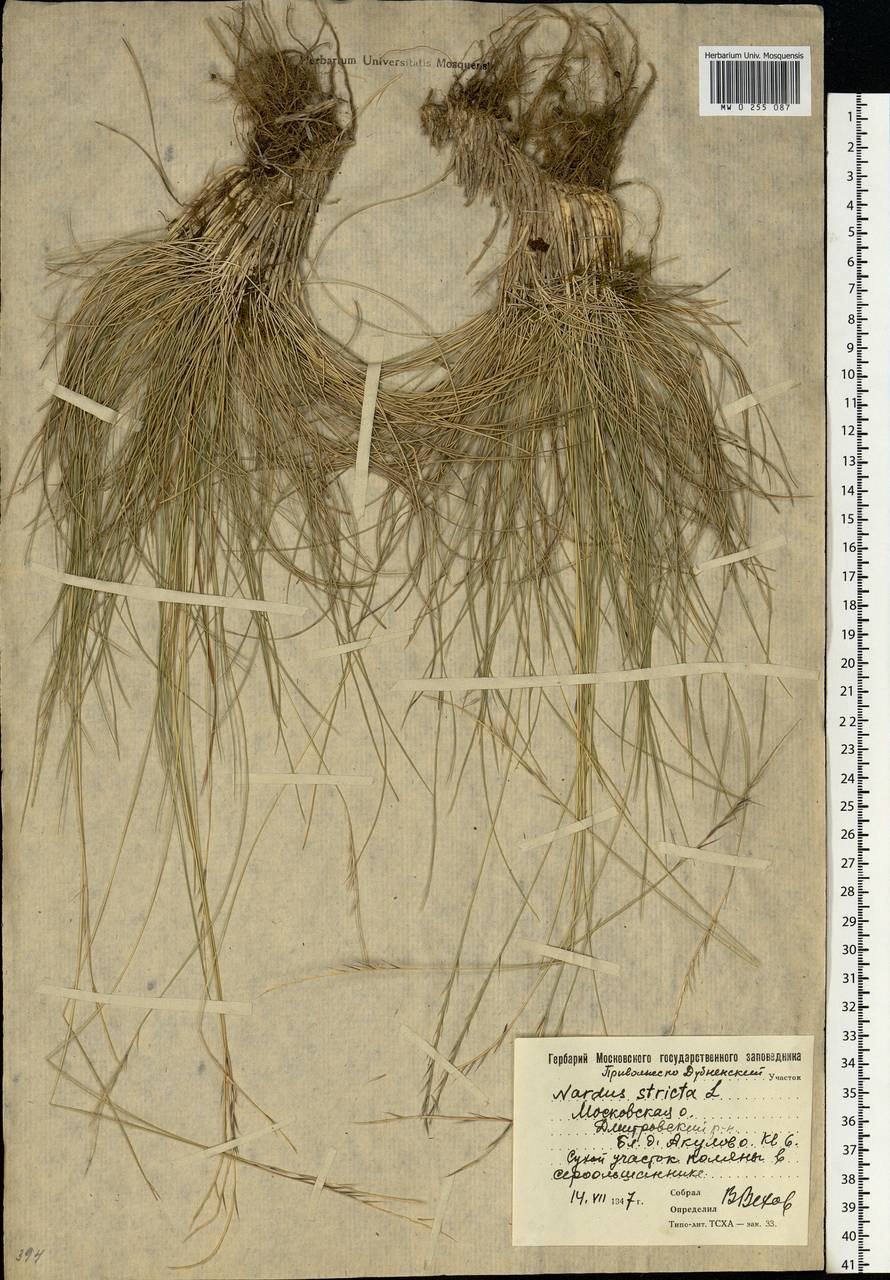 Nardus stricta L., Eastern Europe, Moscow region (E4a) (Russia)
