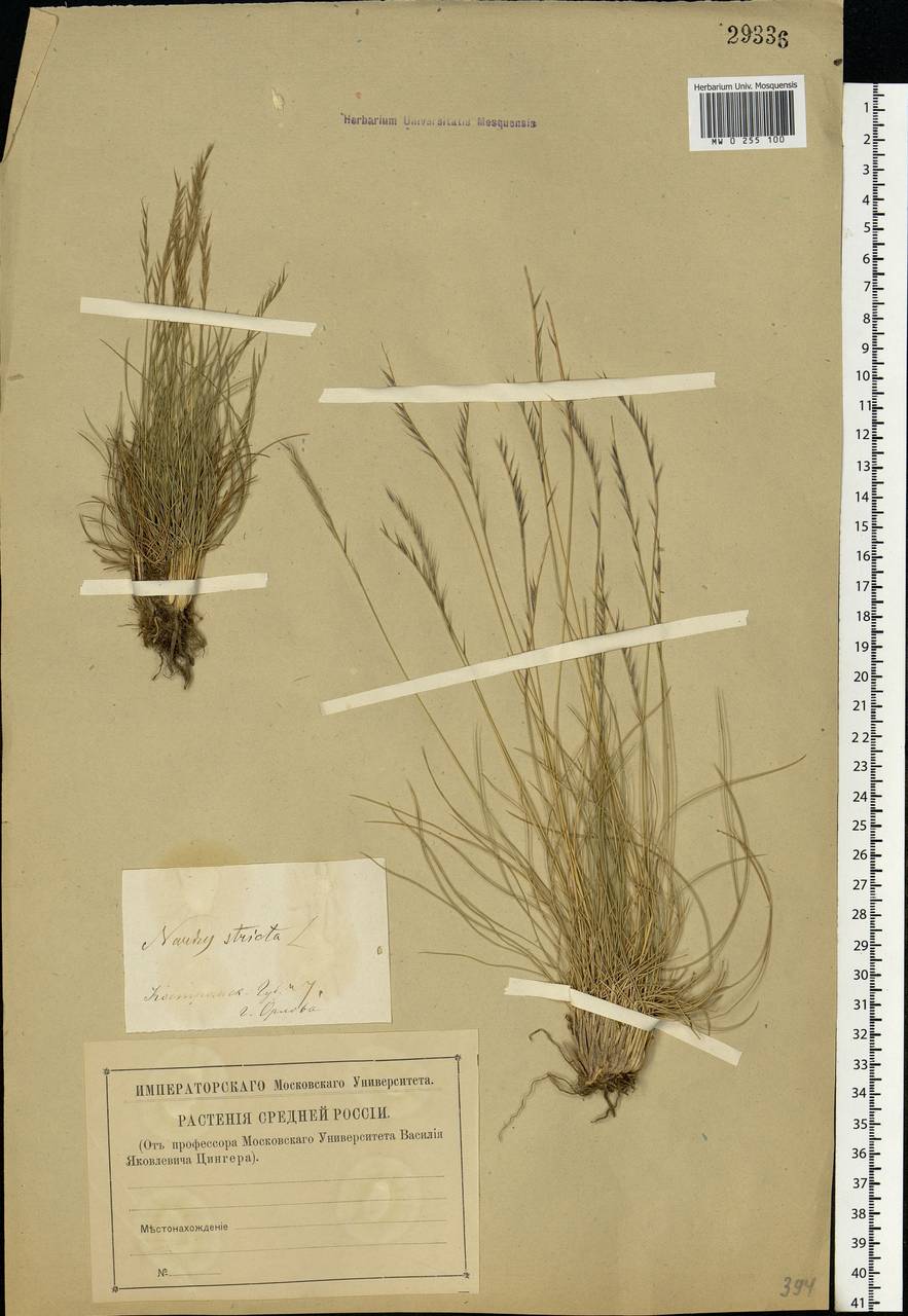 Nardus stricta L., Eastern Europe, Central forest region (E5) (Russia)