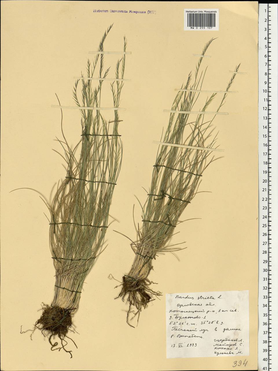 Nardus stricta L., Eastern Europe, Central forest-and-steppe region (E6) (Russia)