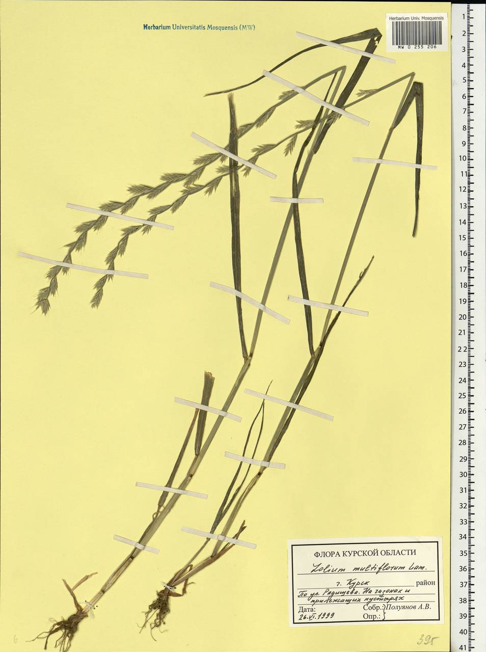 Lolium multiflorum Lam., Eastern Europe, Central forest-and-steppe region (E6) (Russia)