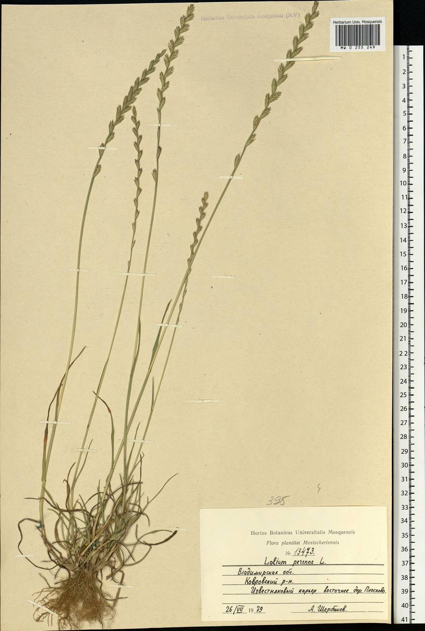 Lolium perenne L., Eastern Europe, Central region (E4) (Russia)