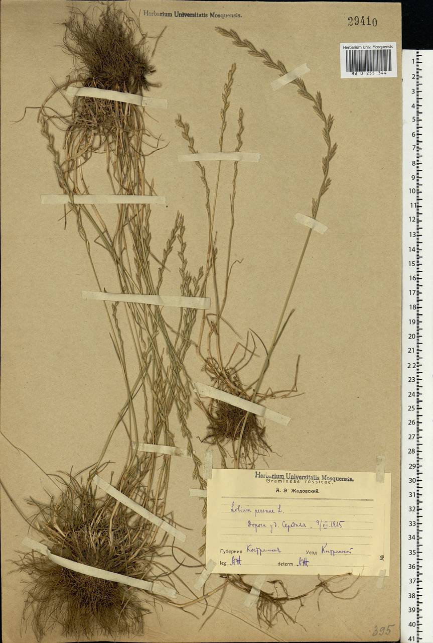 Lolium perenne L., Eastern Europe, Central forest region (E5) (Russia)