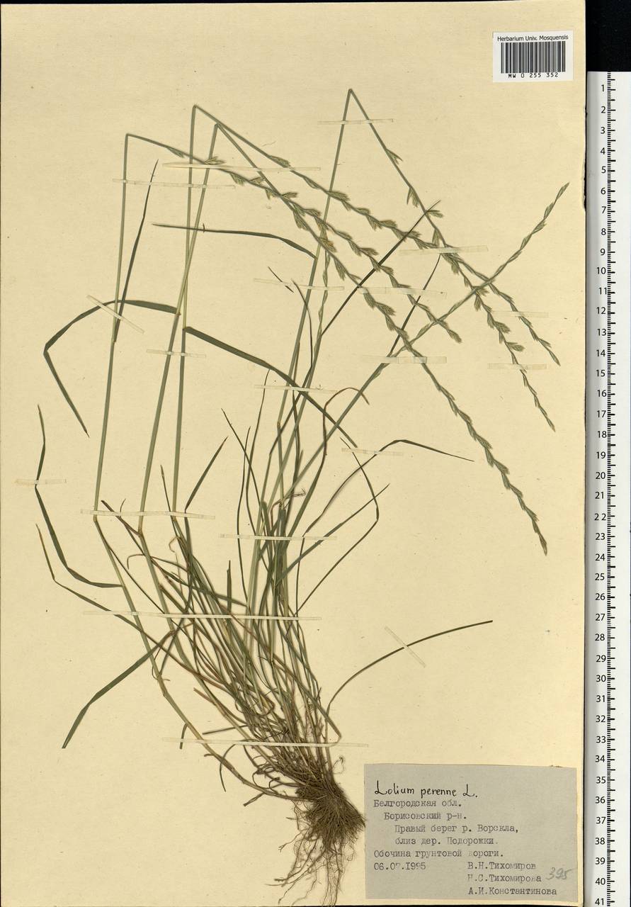 Lolium perenne L., Eastern Europe, Central forest-and-steppe region (E6) (Russia)