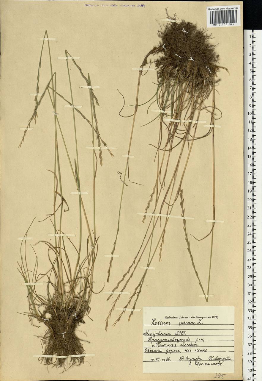 Lolium perenne L., Eastern Europe, Middle Volga region (E8) (Russia)