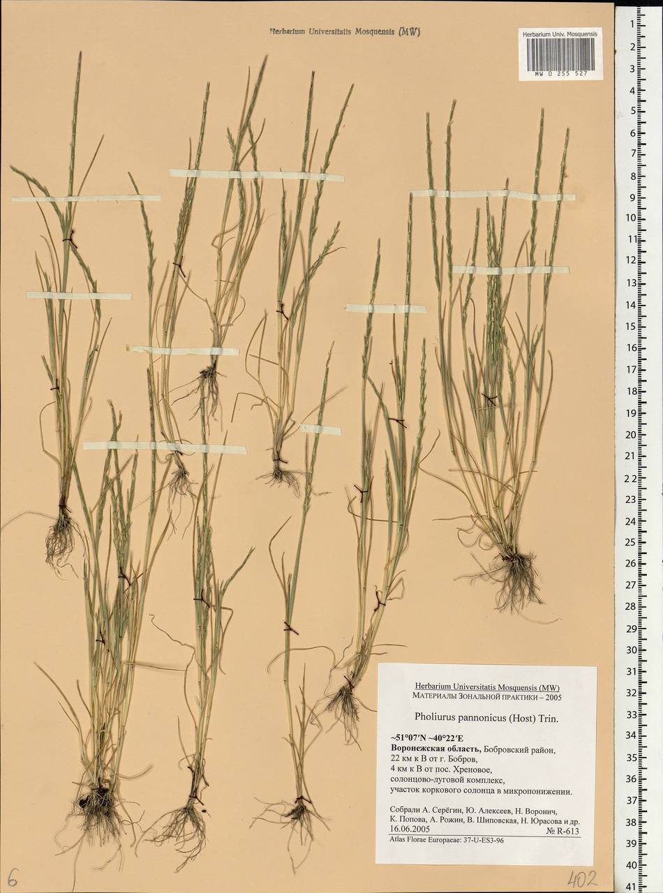 Pholiurus pannonicus (Host) Trin., Eastern Europe, Central forest-and-steppe region (E6) (Russia)