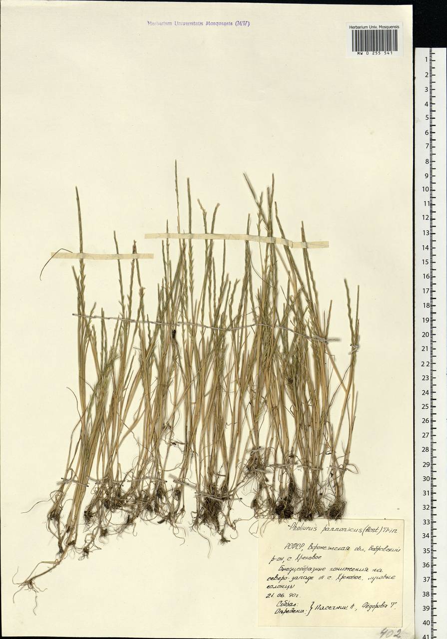 Pholiurus pannonicus (Host) Trin., Eastern Europe, Central forest-and-steppe region (E6) (Russia)
