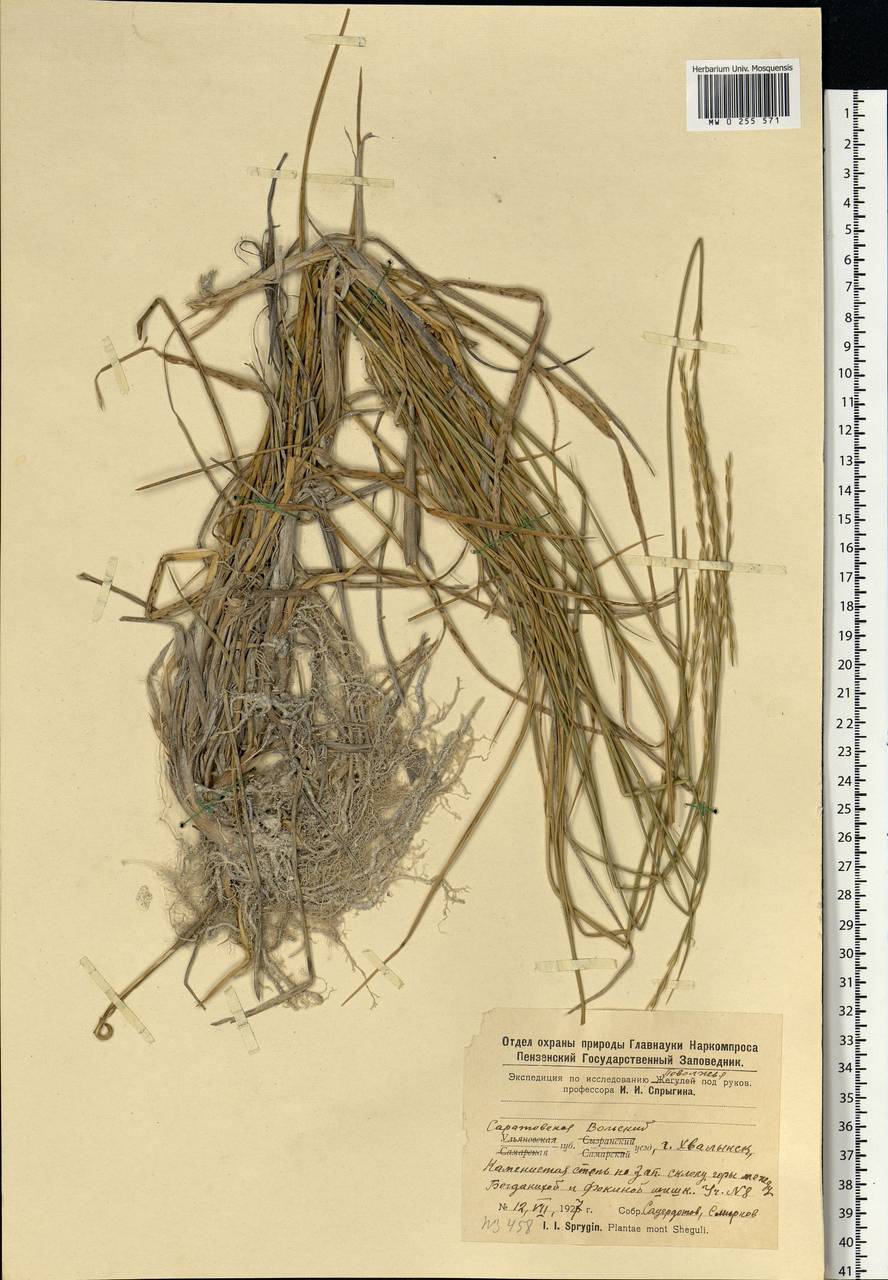 Agropyron, Eastern Europe, Lower Volga region (E9) (Russia)