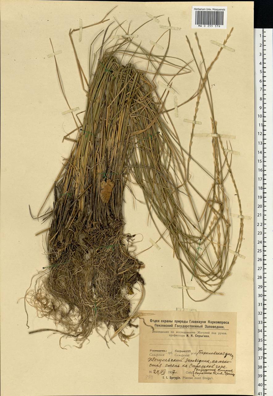 Agropyron, Eastern Europe, Middle Volga region (E8) (Russia)