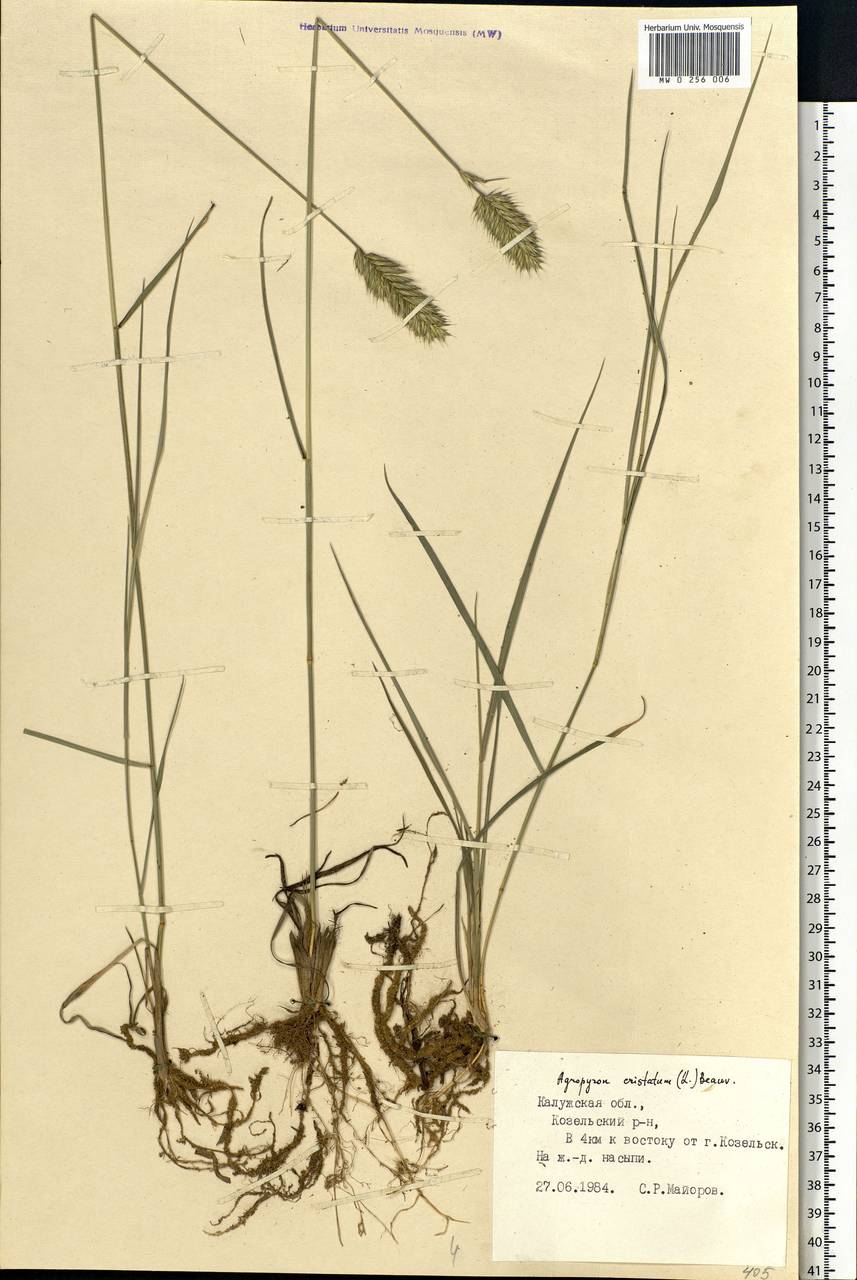 Agropyron cristatum (L.) Gaertn., Eastern Europe, Central region (E4) (Russia)