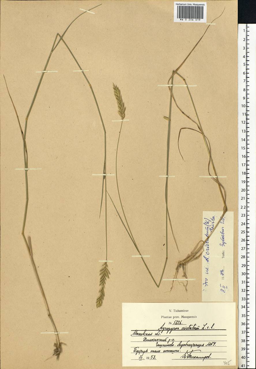 Agropyron cristatum (L.) Gaertn., Eastern Europe, Moscow region (E4a) (Russia)