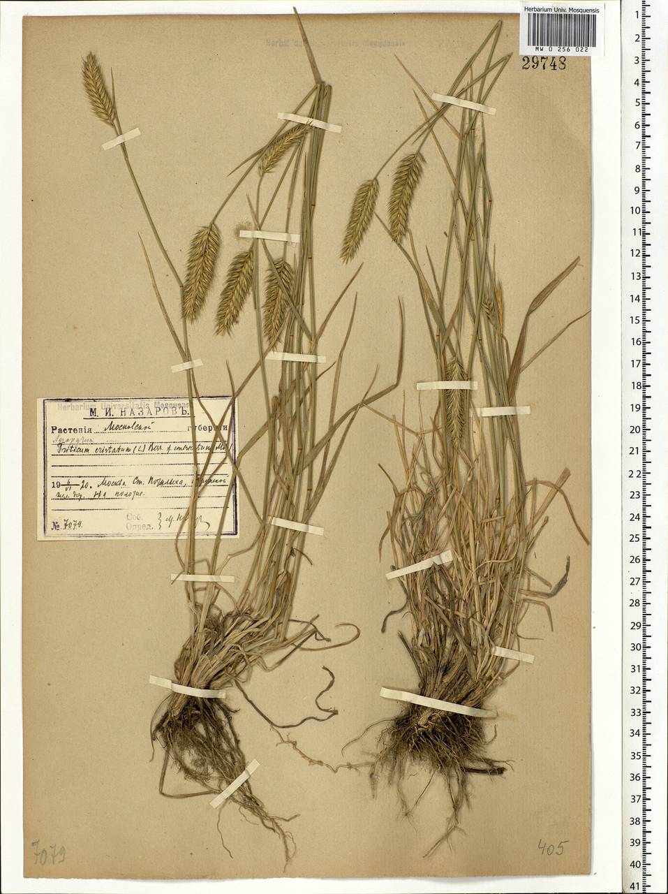 Agropyron cristatum (L.) Gaertn., Eastern Europe, Moscow region (E4a) (Russia)