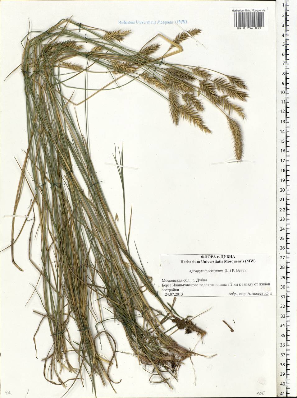Agropyron cristatum (L.) Gaertn., Eastern Europe, Moscow region (E4a) (Russia)