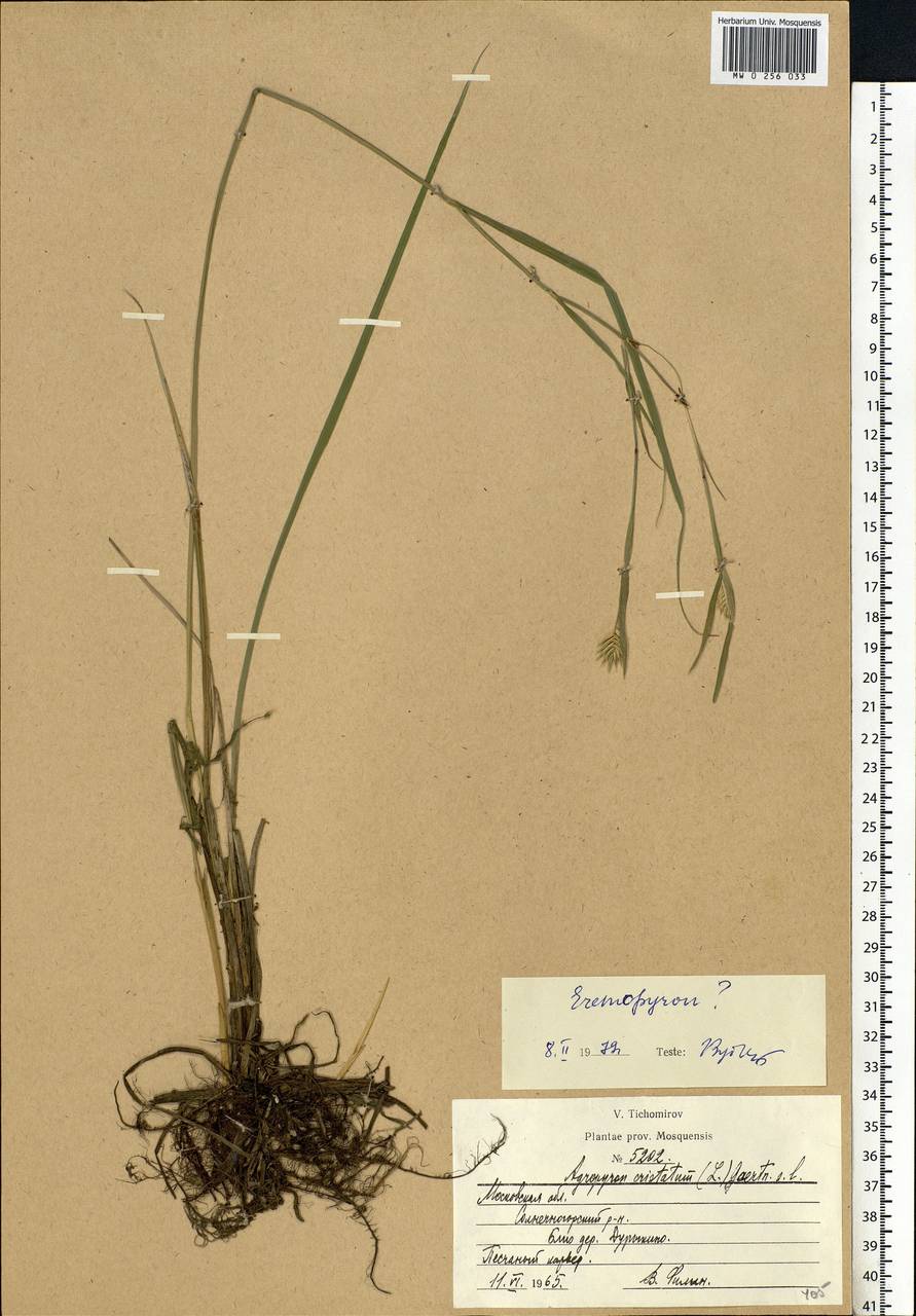Agropyron cristatum (L.) Gaertn., Eastern Europe, Moscow region (E4a) (Russia)