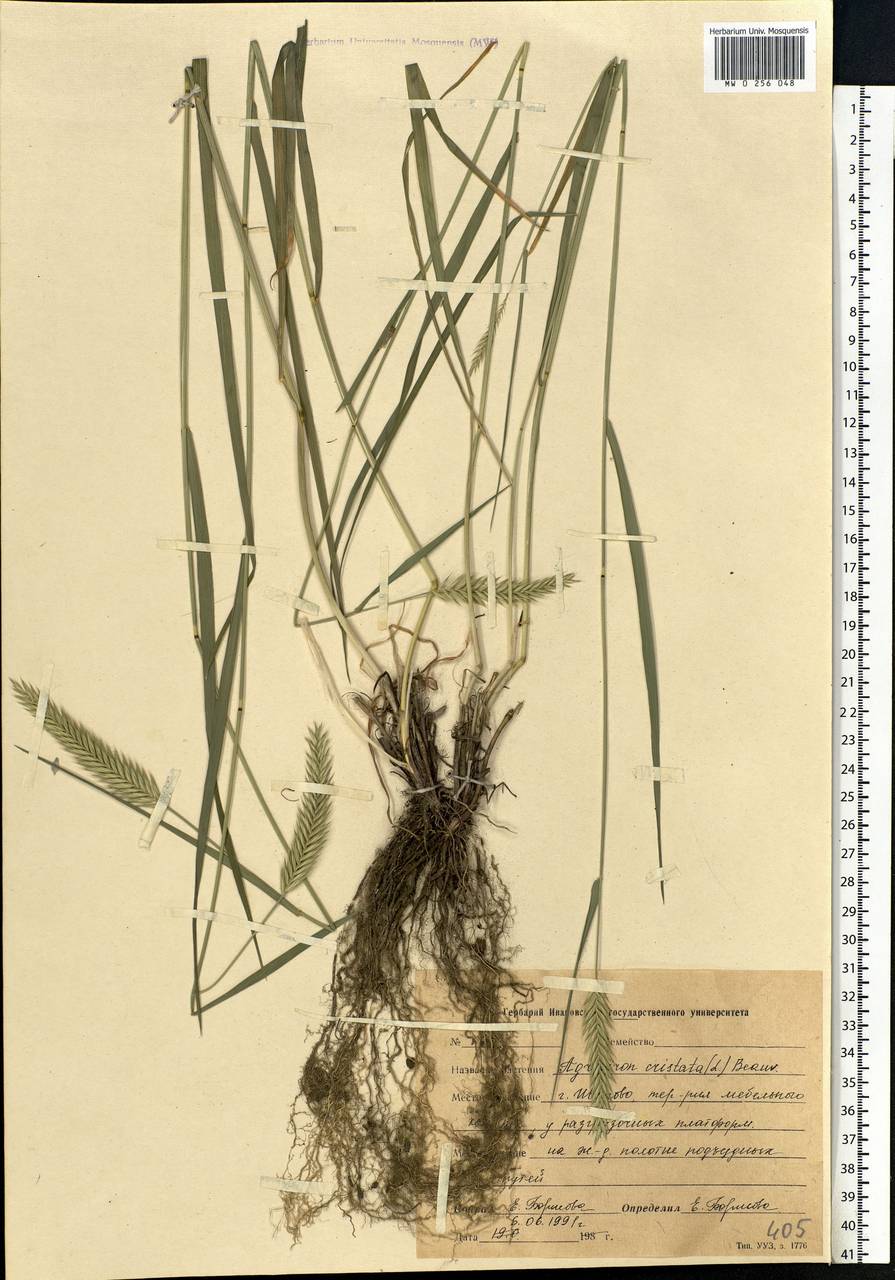 Agropyron cristatum (L.) Gaertn., Eastern Europe, Central forest region (E5) (Russia)
